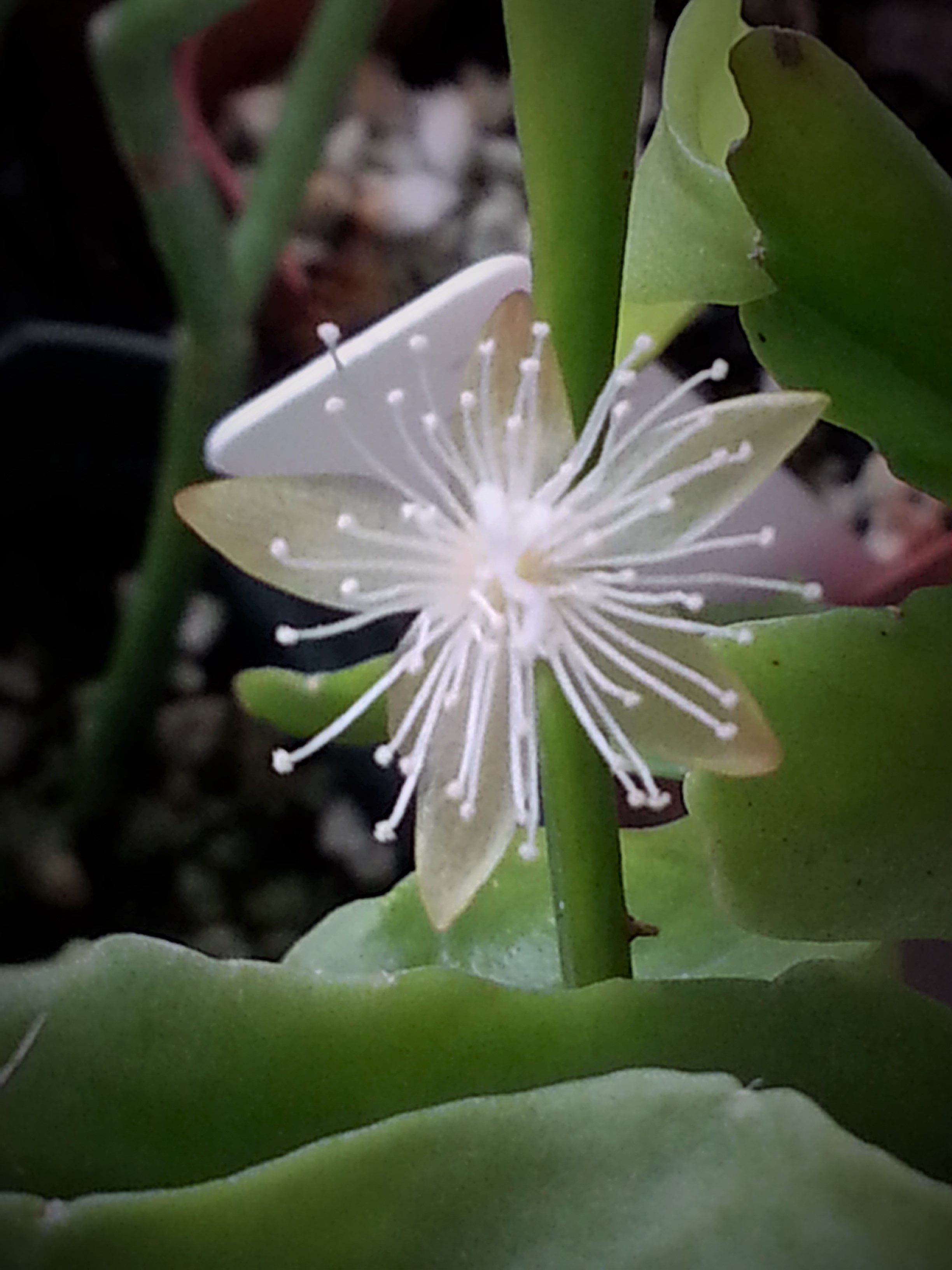 http://www.cloudjungle.com/cloudjungle/Cactaceae/Rhipsalis/rhipsalis occidentalis flower new.jpg